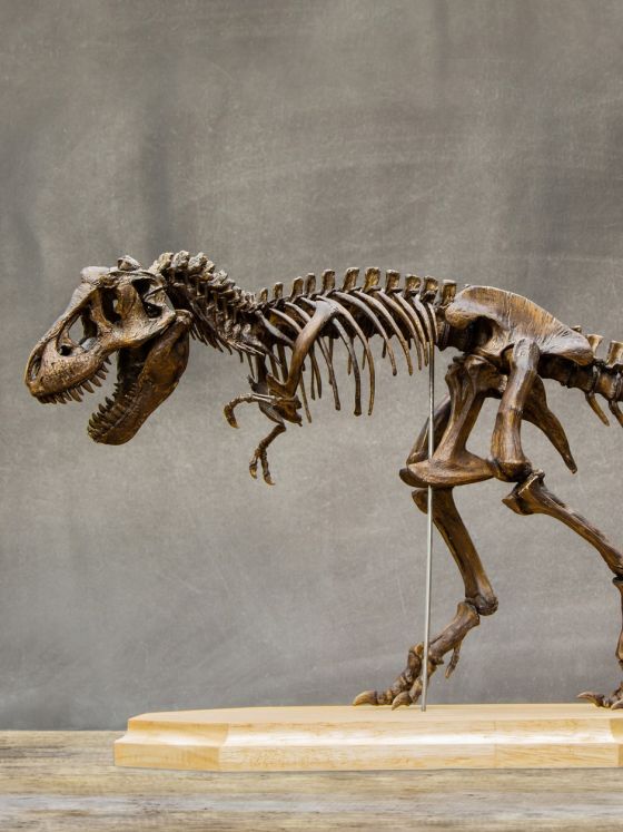 loesungen-museen-archive-kollektion-hero-dinosaurierskelett