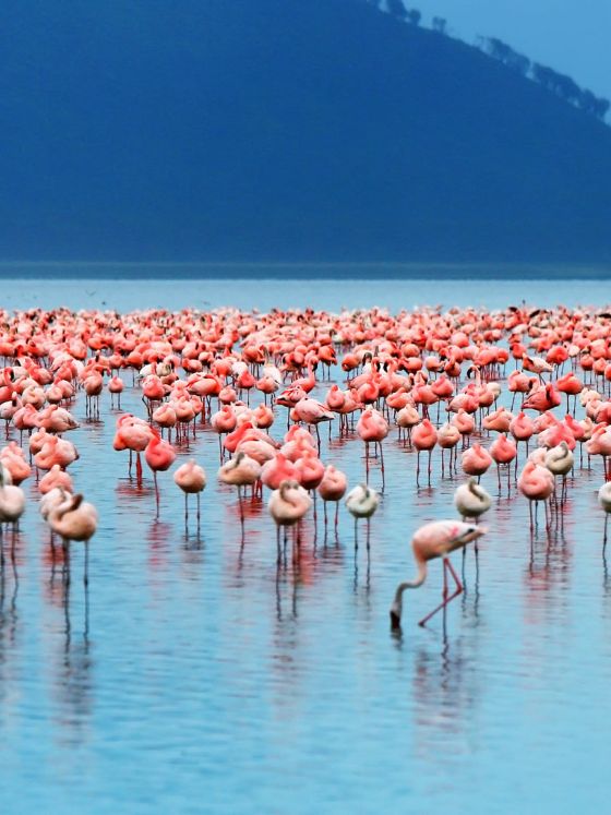 Flamingos